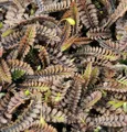 Dunkles Fiederpolster Platt's Black - Leptinella spualida