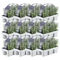 Plants by Frank | 72 Blauer Duft-Lavendel Pflanzen | Lavandula Angustifolia | Echter Lavendel | Winterhart | Mehrjährig | Gartenpflanzen