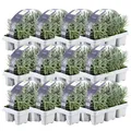 Plants by Frank | 72 Blauer Duft-Lavendel Pflanzen | Lavendel Angustifolia | Echter Lavendel Pflanze Winterhart Mehrjährig | Lavendelstrauch | Gartenpflanzen | 72 x Ø7 cm - 15 cm