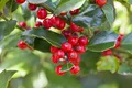 Ilex aquifolium 'Alaska' 30–40 cm – Immergrün, Winterhart, Pflegeleicht – Stechpalme – Heckenpflanze für Garten & Sichtschutz