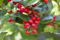 Ilex aquifolium 'Alaska', Stechpalme, immergrün, 30–40 cm