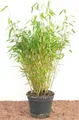 Pflanzen für Dich Gräser Fargesia murieliae Jumbo, 1 St., Gartenbambus, Schirmbambus, dichtwachsend, winterhart