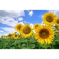 Fototapete PAPERMOON "Sunflower Field", bunt (mehrfarbig), B:3,5m L:2,6m, Vlies, Tapeten
