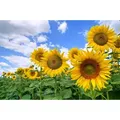 Papermoon Fototapete Sunflower Field, glatt bunt 3,5 m x 2,6 m