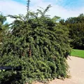 Lanzen Berberitze 40-50cm - Berberis hybrido