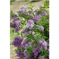 Syringa Chinensis Flieder 40-60 cm