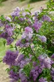 Syringa chinensis 'Saugeana', Chinesischer Flieder, purpurrot, 40–60 cm