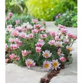 BALDUR Garten 3x Winterharter Bodendecker Afrikanisches Ringkörbchen, Pflanzen im 9x9 cm-Topf, Anacyclus depressus, Polsterstaude, Ringblume, wint...