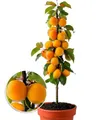 BALDUR Garten 1x Säulen-Aprikose, Aprikosenbaum, Pflanze im 2 Liter-Topf, Prunus armeniaca, winterhart, Obstbaum, Säulenobst, platzsparende Säule für kleine Gärten, Balkone & Terrassen, blühend