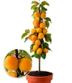 Säulen-Aprikosen, Aprikosenbaum 1 Pflanze, Prunus armeniaca