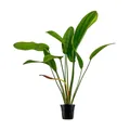 AquaOne Aquarium Pflanze Echinodorus 'Indian Red' I Wasserpflanze Aquariumpflanze Stängelpflanze voll durchwurzelt einfach pflegeleicht Aquascaping Dekoration