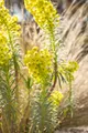 Euphorbia characias char.'Humpty Dumpty', Wolfsmilch, ca. 11x11 cm Topf