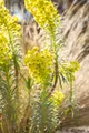 Euphorbia characias 'Humpty Dumpty' 11 cm Topf – Mehrjährig & Pflegeleicht – Wolfsmilch – Zierstaude für Beet & Kübel