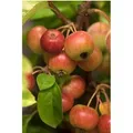 Malus Evereste -R- Zierapfel 100–125 cm