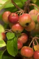 Pflanzen für Dich Gehölze Malus 'Evereste', 1 St., Zierapfel, Apfelbaum