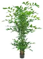 artplants Deko Fischschwanzpalme DRENIL, 240cm