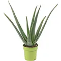 Echte Aloe - pflegeleichte Zimmerpflanze, Aloe vera - Höhe ca. 35 cm, Topf-Ø 12 cm