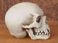 Markus Mayer Ork Schädel HdR Fantasy Larp WoW Skull Orc Skulptur aus Kunststein, Bone, Handcoloriert, für Innen- und Außenbereich, Wind und Wetter beständig