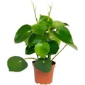 Exotenherz Peperomia Zwergpfeffer Raindrop im 12cm Topf