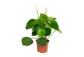 Exotenherz Zimmerpflanze Peperomia Zwergpfeffer "Raindrop" im 12cm Topf