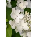 Hydrangea Macrophylla Bauernhortensie Teller White 30-40 cm