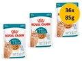 Royal Canin Feline Ageing 11+ in Gelee | 36x 85g Sparpack