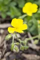 Helianthemum x cult. 'Sterntaler', Sonnenröschen, gelb, ca. 9x9 cm Topf