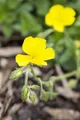 Pflanzen für Dich Staude Helianthemum cult. Sterntaler, 1 St., Sonnenröschen, Sonnenröschen 'Sterntaler'
