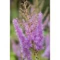 Astilbe X Arendsii Amethyst Prachtspiere Ca. 9x9 cm Topf