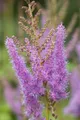 Pflanzen für Dich Staude Astilbe arendsii Amethyst, 1 St., Prachtspiere