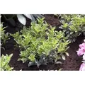 Osmanthus Heterophyllus Variegatus Duftblüte Immergrün 20–25 cm