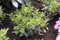 Pflanzen für Dich Gehölze Osmanthus heterophyllus Variegatus, 1 St., Duftblüte, Duftblütenstrauch