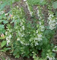 Immergrüner Gamander Alba - Teucrium lucidrys