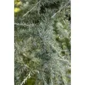 Cedrus Deodara Himalaya-Zeder 60–80 cm