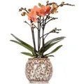 Kolibri Orchids Orange Phalaenopsis Orchidee Mineral Bolzano & Safari Topf Topfgröße 9cm Blühende Zimmerpflanze