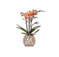 Exotenherz Zimmerpflanze Orange Phalaenopsis Orchidee Mineral Bolzano + Safari Topf 9cm