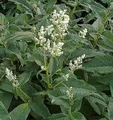 Berg Knöterich Johanniswolke - Persicaria culturum