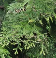 Lebensbaum Martin 80-100cm - Thuja plicata