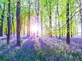 Leinwandbild 80x60cm Wald Natur Lavendel Landschaft Echtholz Keilrahmen Wanddeko Wandbild Einrichtung Deko