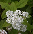 10x Zwergspiere Shirobana 15-20cm - Spiraea japonica