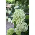 Hydrangea Arborescens Schneeballhortensie 100-125 cm