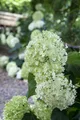 Pflanzen für Dich Gehölze Hydrangea arborescens Annabelle, 1 St., Ballhortensie, Schneeballhortensie