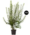 Dehner Hecken Gemeiner Liguster, Ligustrum vulgare, 15 Pflanzen, je 100-150 cm, wintergrüne Pflanze für 5 Meter Hecke, insektenfreundlich