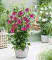 BALDUR Garten 1x Hibiskus 'Flower Tower Ruby®', Pflanze im 9x9 cm-Topf, säulenförmiger Wuchs, lange Blütezeit, bienen- und schmetterlingsfreundlich, winterhart bis -25 °C, mehrjährig & pflegeleicht