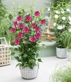 BALDUR Garten 1x Hibiskus 'Flower Tower Ruby®', Pflanze im 9x9 cm-Topf, säulenförmiger Wuchs, lange Blütezeit, bienen- und schmetterlingsfreundlich, winterhart bis -25 °C, mehrjährig & pflegeleicht