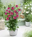 BALDUR Garten Hibiskus 'Flower Tower Ruby®',1 Pflanze, winterhart & pflegeleicht