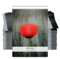 FLORTUS Mohnsamen als Gastgeschenke (100 Stück) | Blumensamen perfekt als Dankeschön Geschenke, Werbegeschenke & Trauerkarten Danksagung