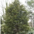Gelbe Leyland Zypresse Castlewellan Gold 80-100cm - Cupressocyparis,eylandii