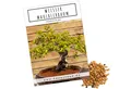 HappySeed Blumensamen Einzigartige Bonsai Samen mit hoher Keimrate - Weißer Maulbeerbaum, Bonsaifähig