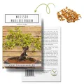 Bonsai Samen Set für deinen eigenen Bonsai Baum (Weißer Maulbeerbaum)